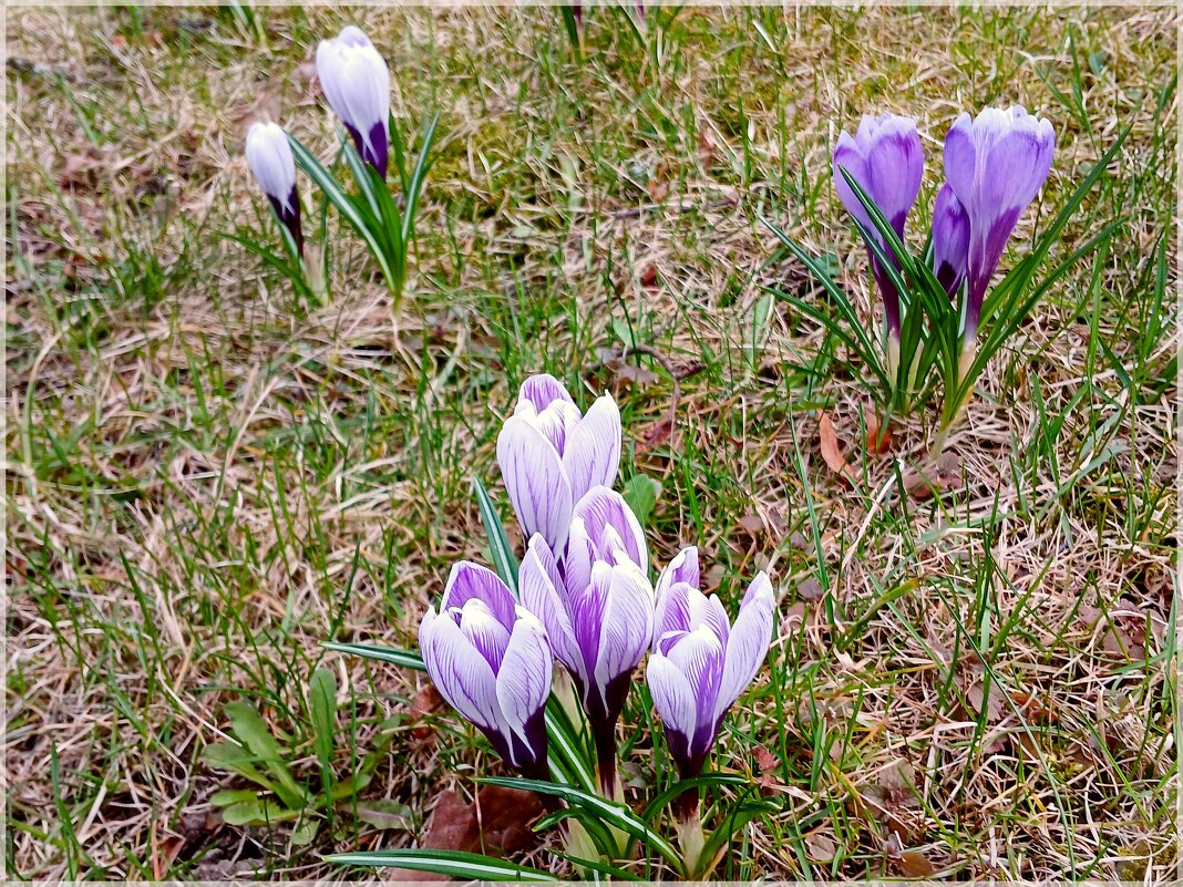 Крокусы - Лия ☼