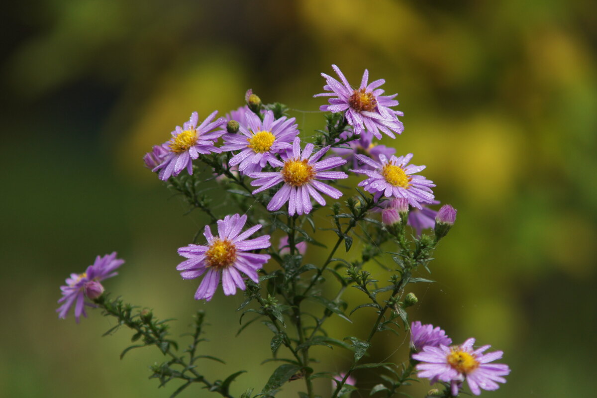 Утренняя роса - Олег Кабанец