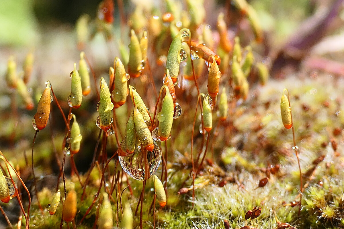 ------------- - igor G.