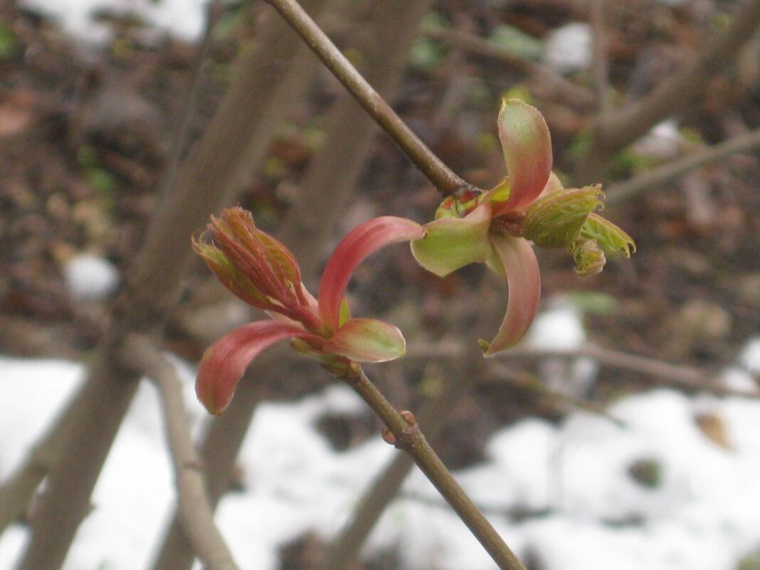Весна пришла! - Дмитрий Никитин