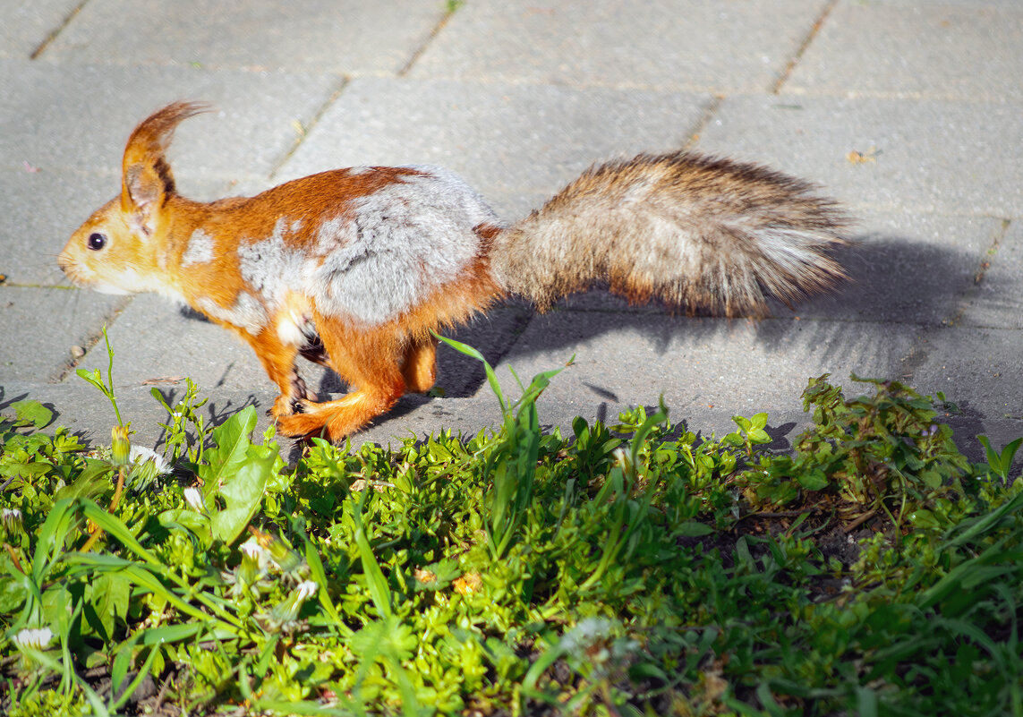 Попробуй догони - Игорь Протасов