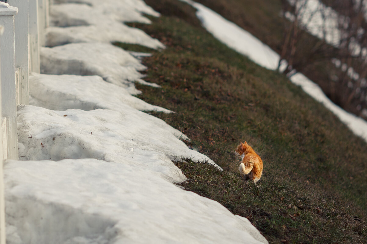 Мартовский. Рыжий... - Вячеслав Владимирович