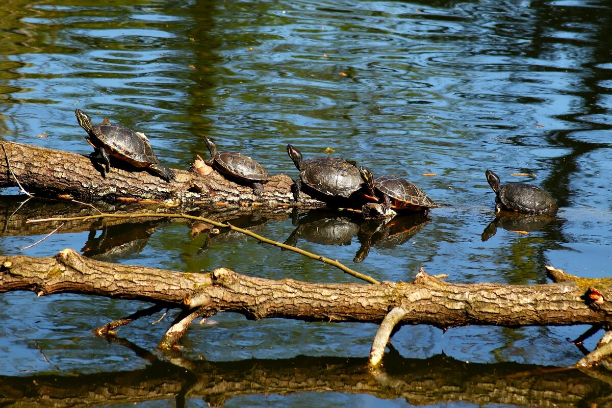 Время позагорать - Юрий. Шмаков