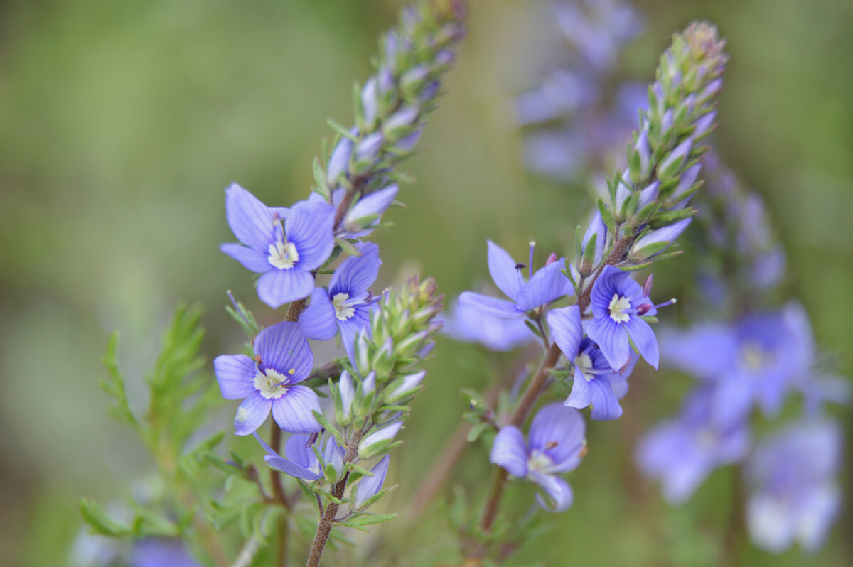 Цветёт вероника... - Надежда Куркина 