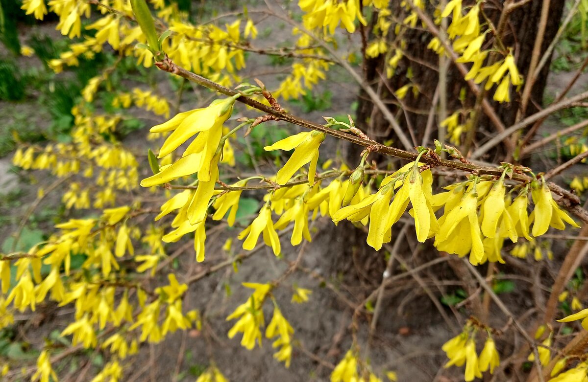 Цветущий апрель. Форзиция - Наталья Герасимова
