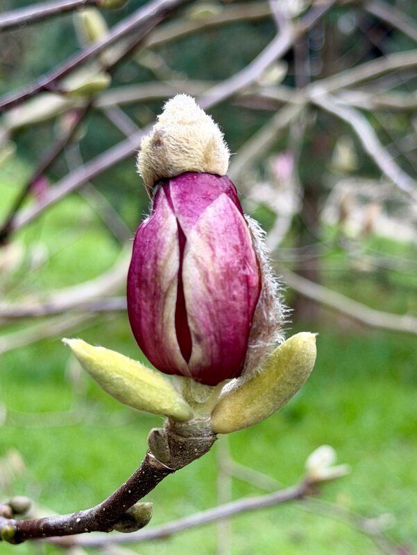 Весна в розовом - Pippa 