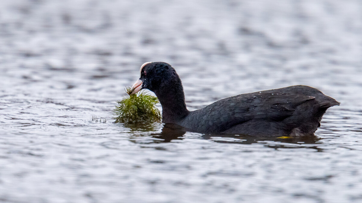 Лысуха - Владимир Лазарев