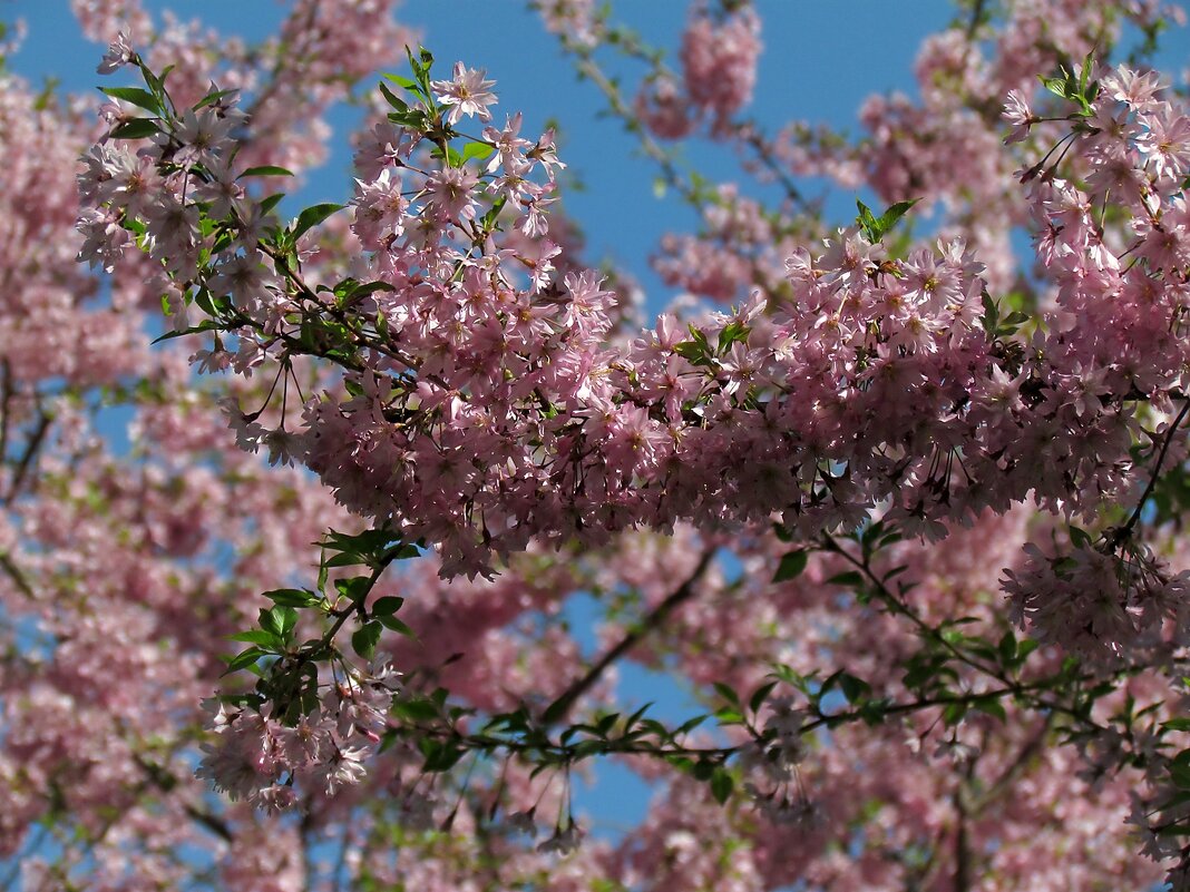 Весна - Роман Савоцкий