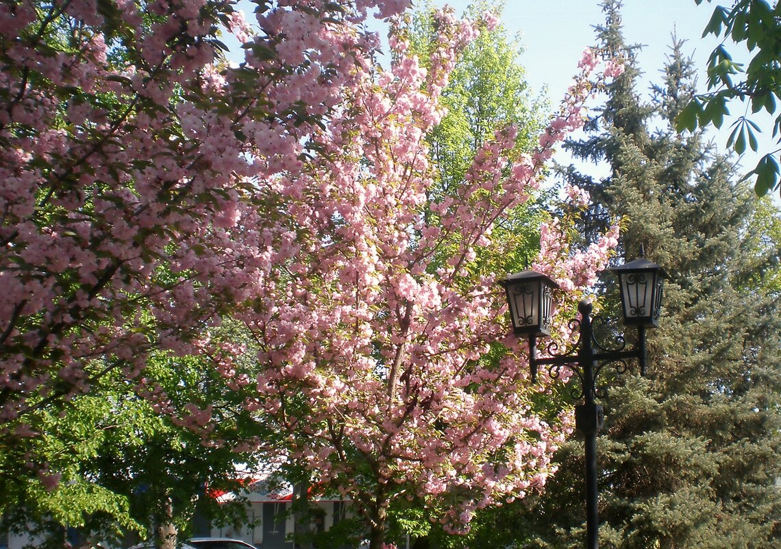 Весна - Роман Савоцкий