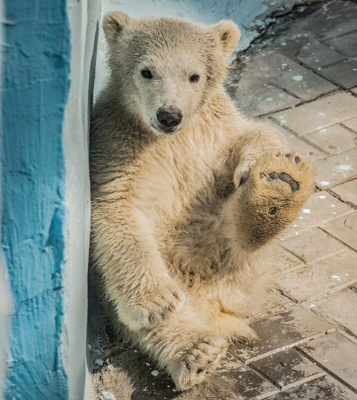 малыш полярный - Аркадий Лаптенко