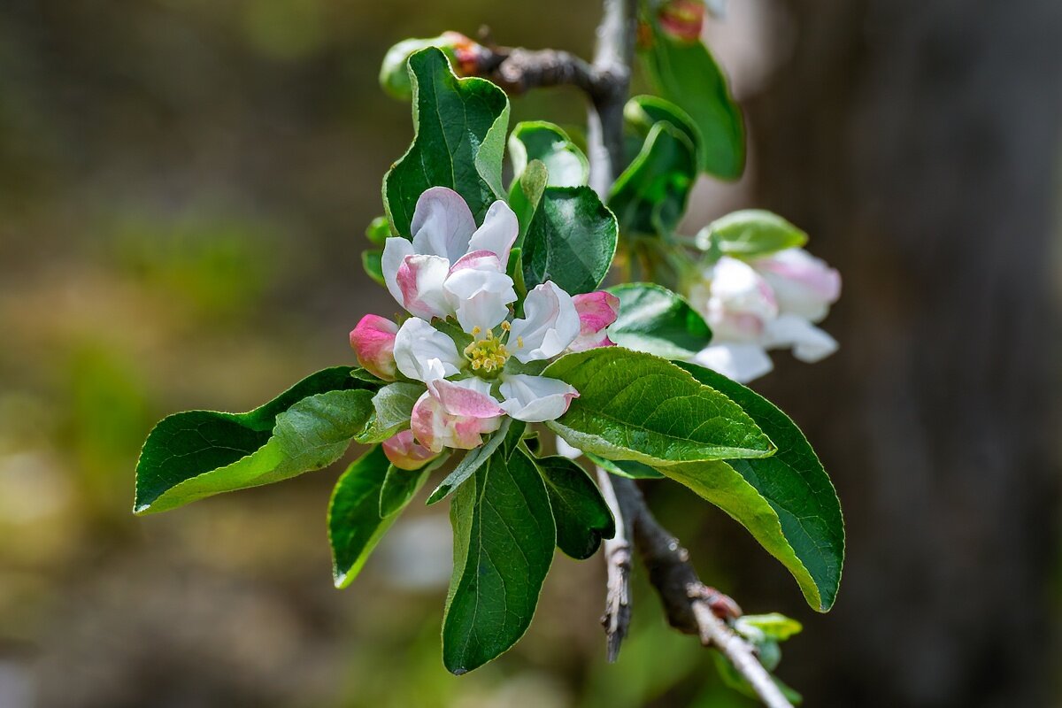 Яблоня - Игорь Сикорский