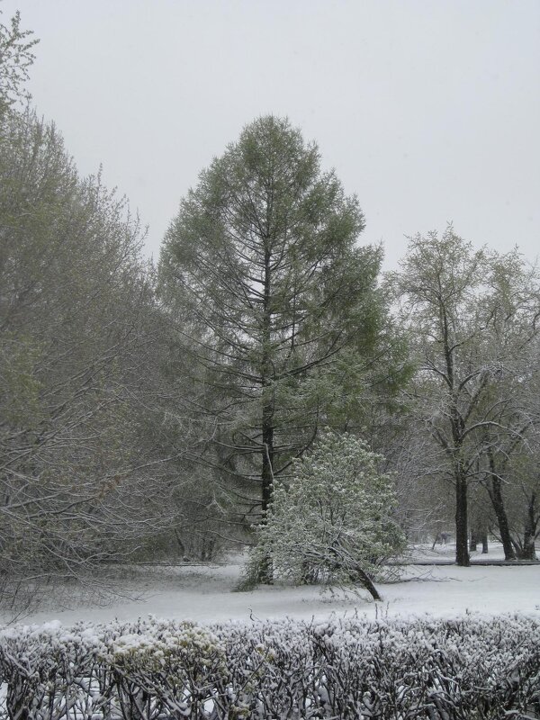 Лиственница - Дмитрий Никитин