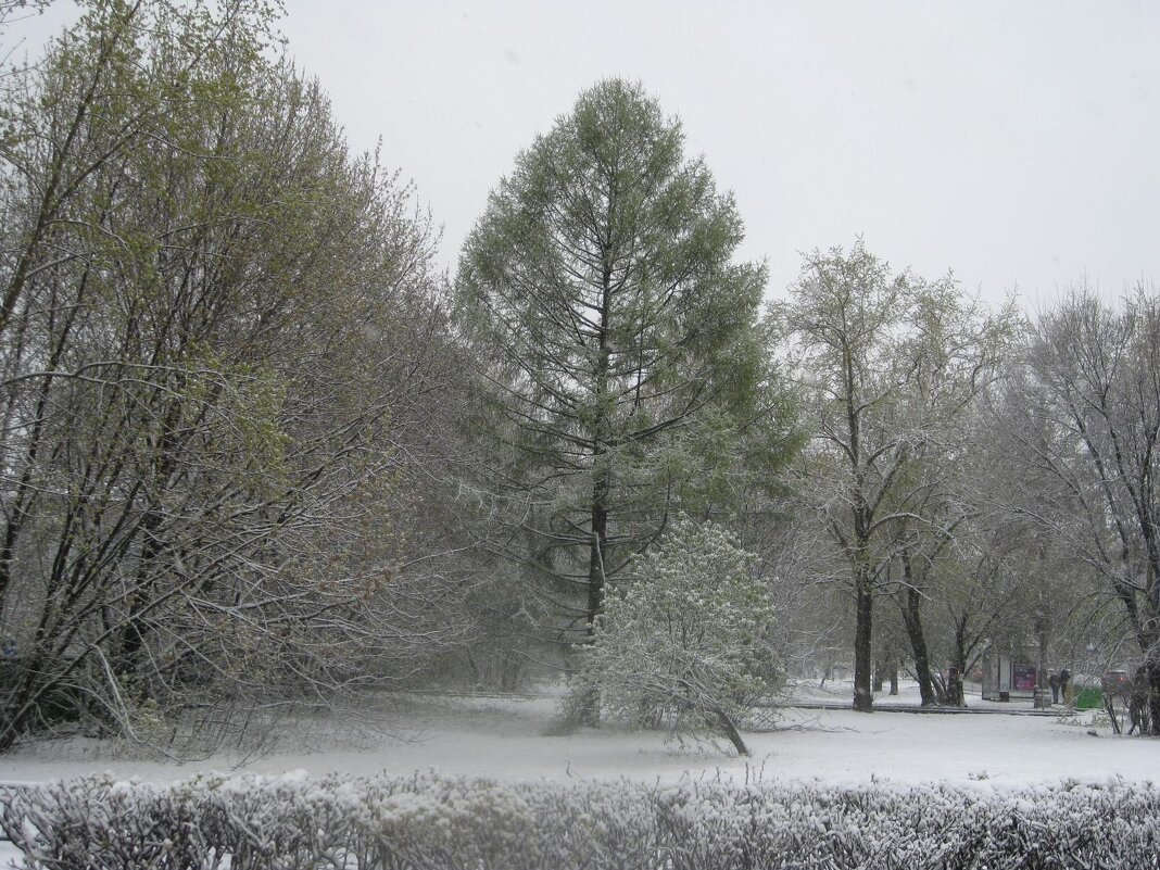 Лиственница - Дмитрий Никитин