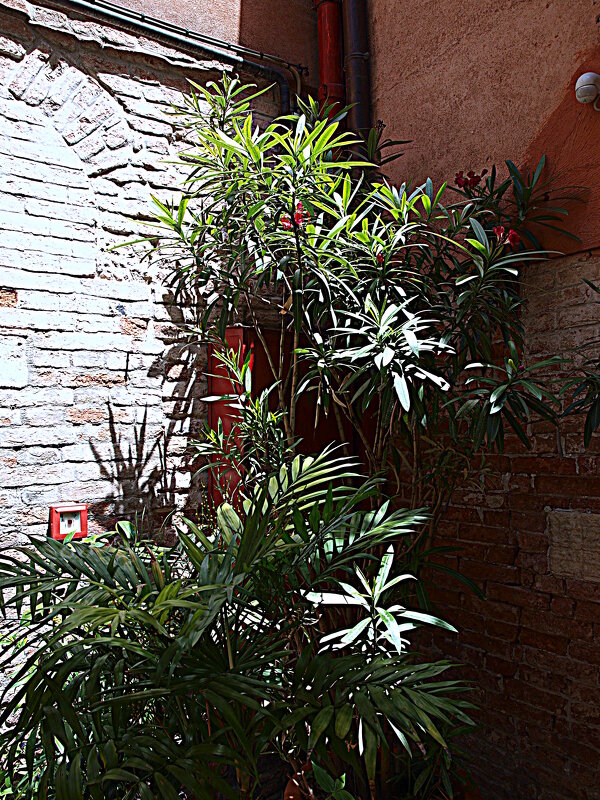 Венеция. - Владимир Драгунский