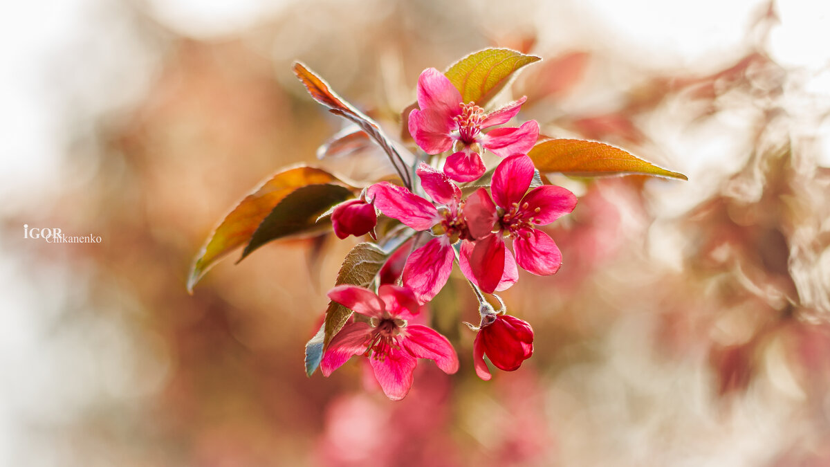 Весна - Игорь Чиканенко