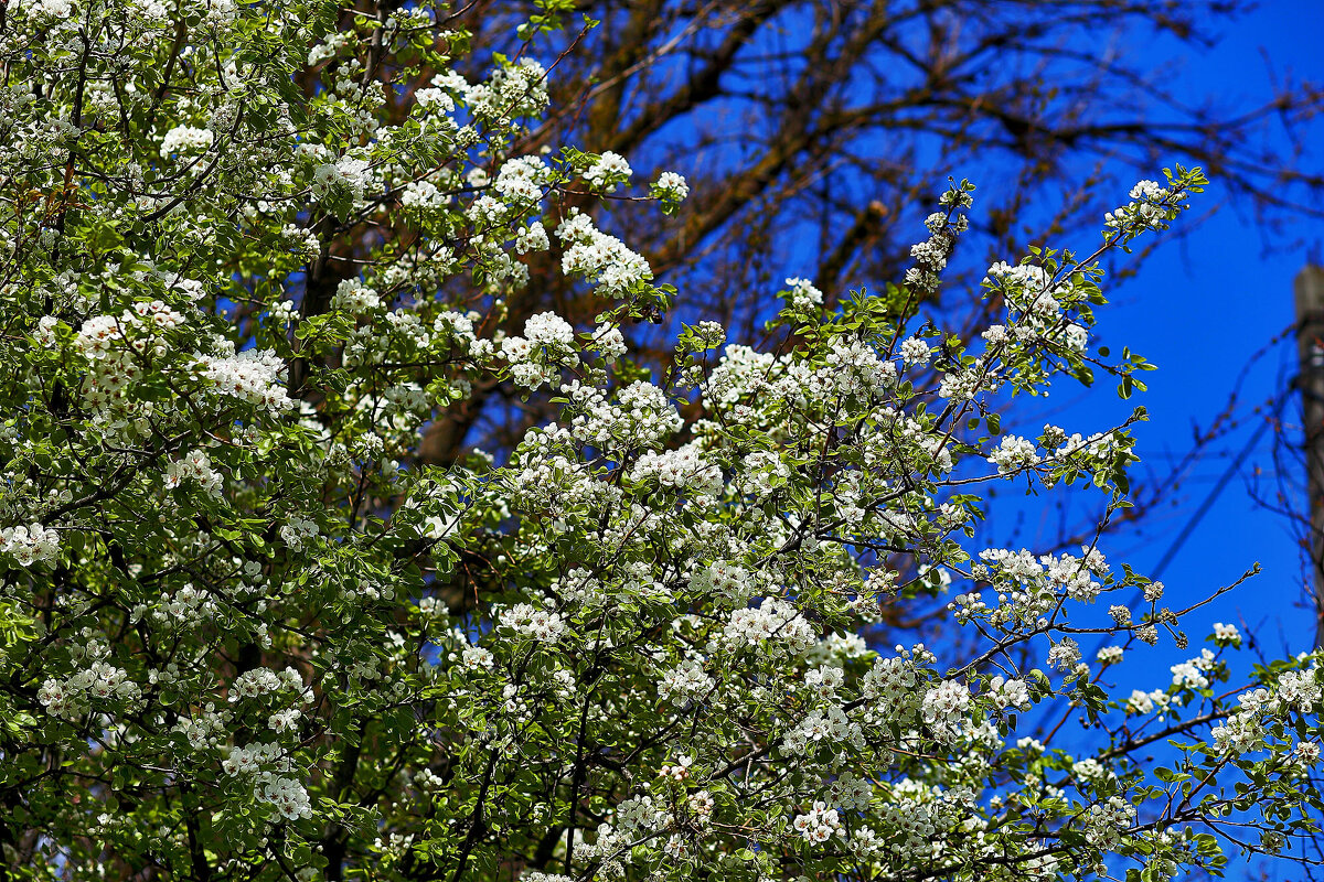 На фоне неба - Юрий Гайворонскiий