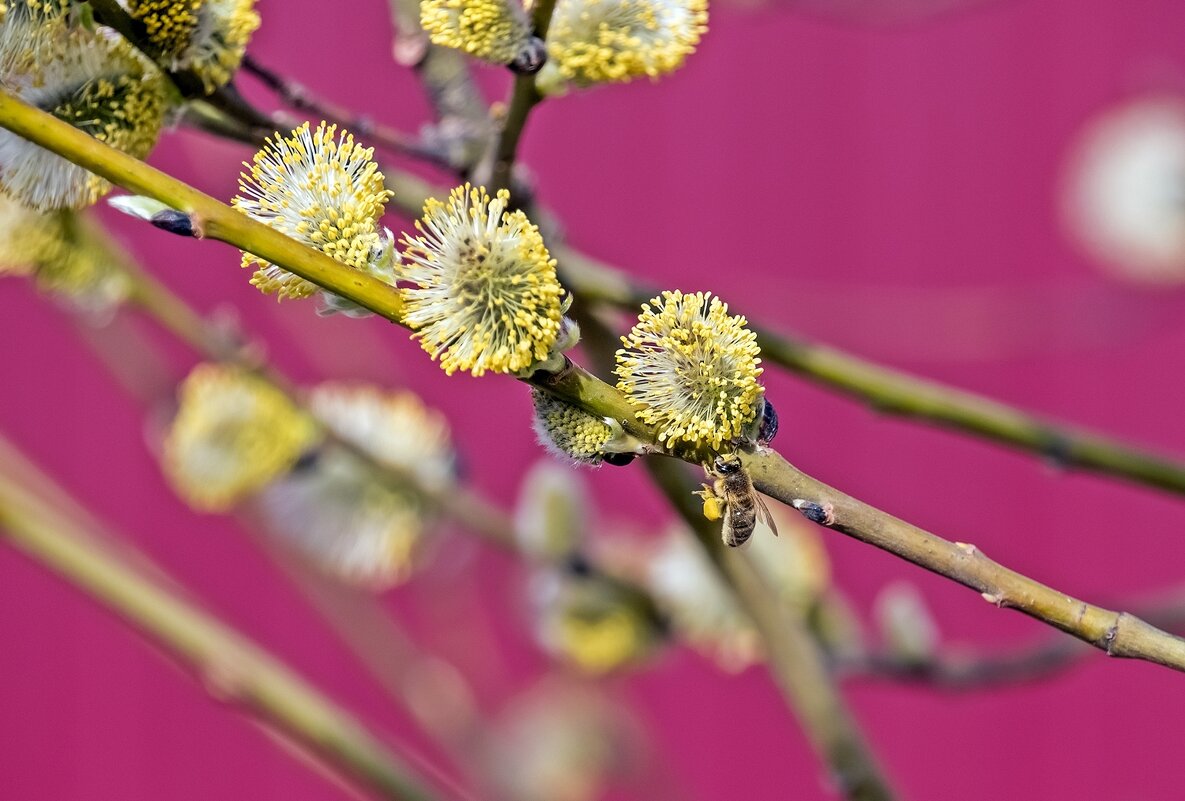 Жизнь весенняя - Валерий Иванович