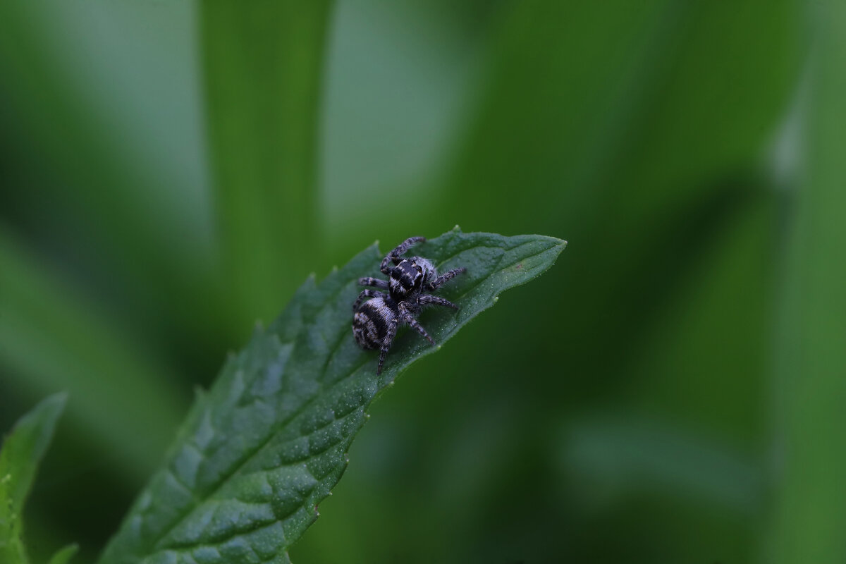 Паук скакунчик - Татьяна Салиева