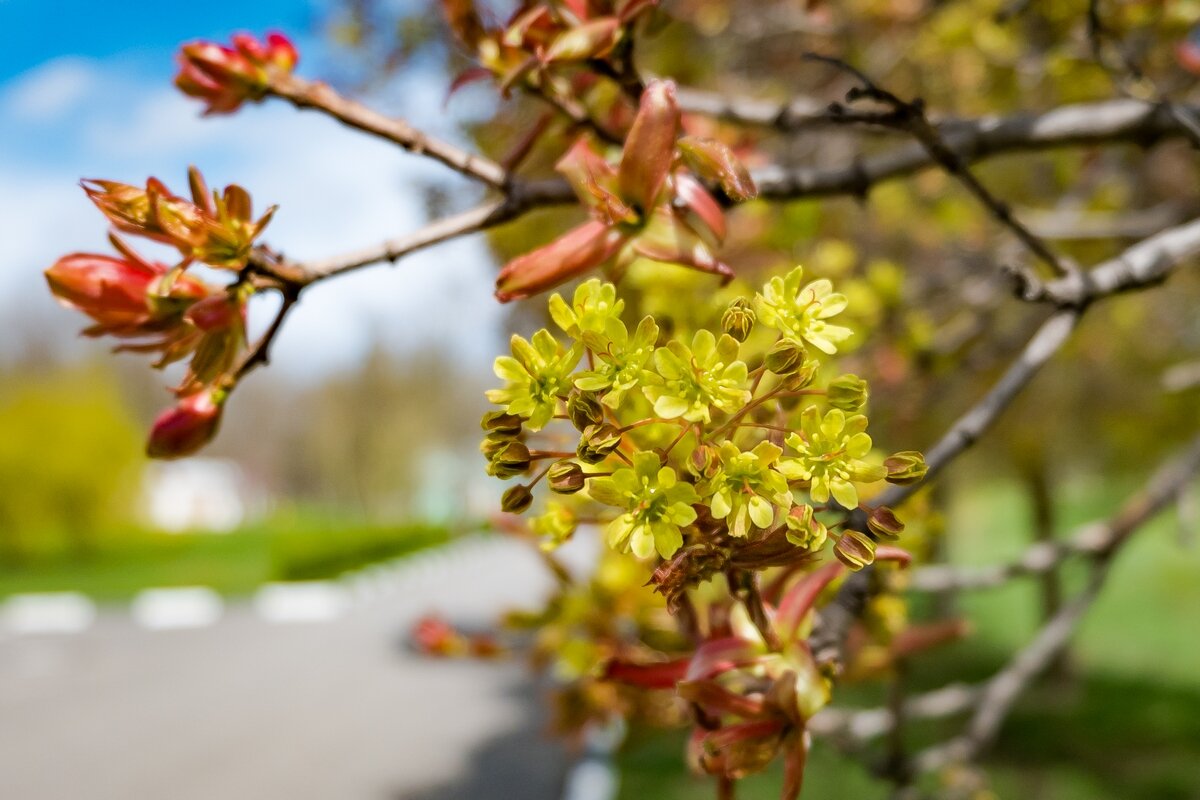 Весенние зарисовки ... - Ravile 