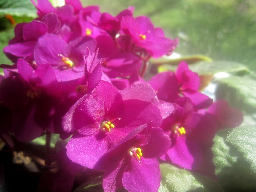 Фиалка - Елена Семигина