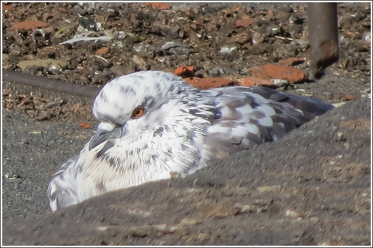 За уступом теплей - Сеня Белгородский