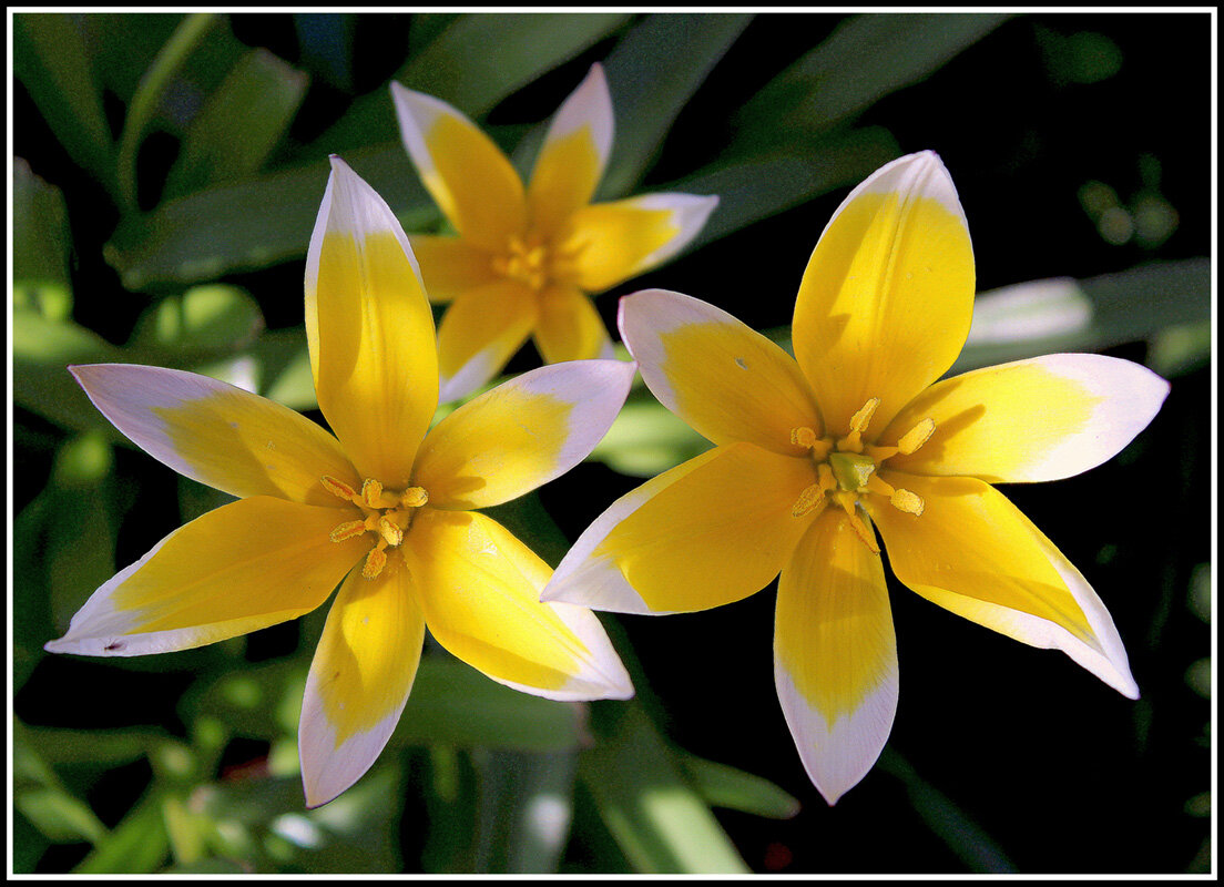 Тюльпан Биберштейна - Aleksandr Gal