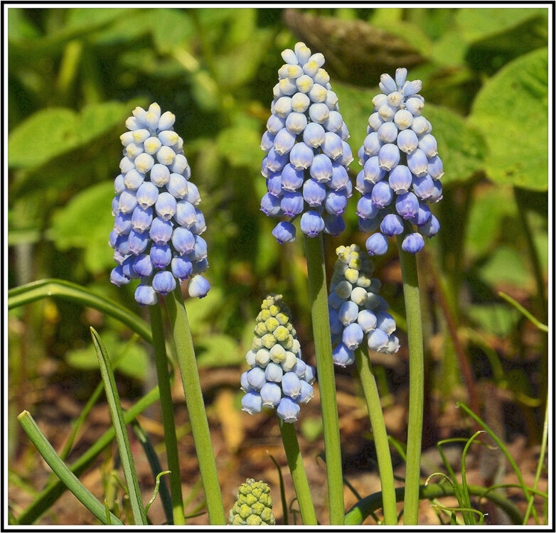Мускари - Aleksandr Gal