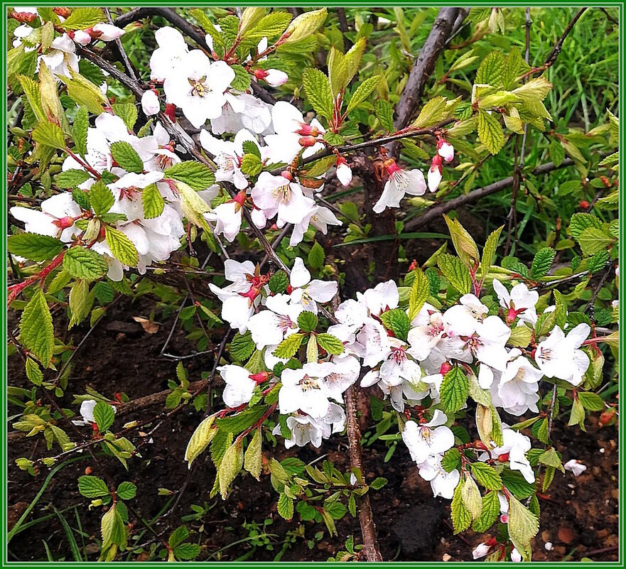 Войлочная вишня - Ольга Довженко