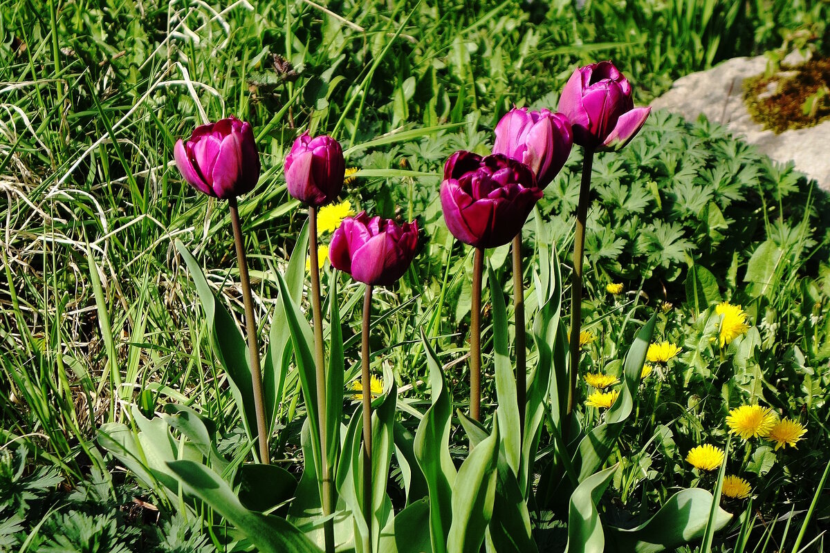 Тюльпаны - Рита Симонова