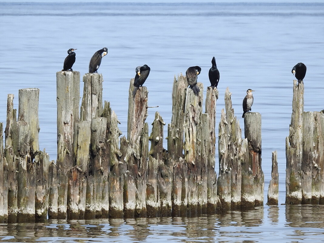 весенние зарисовки - ИННА ПОРОХОВА
