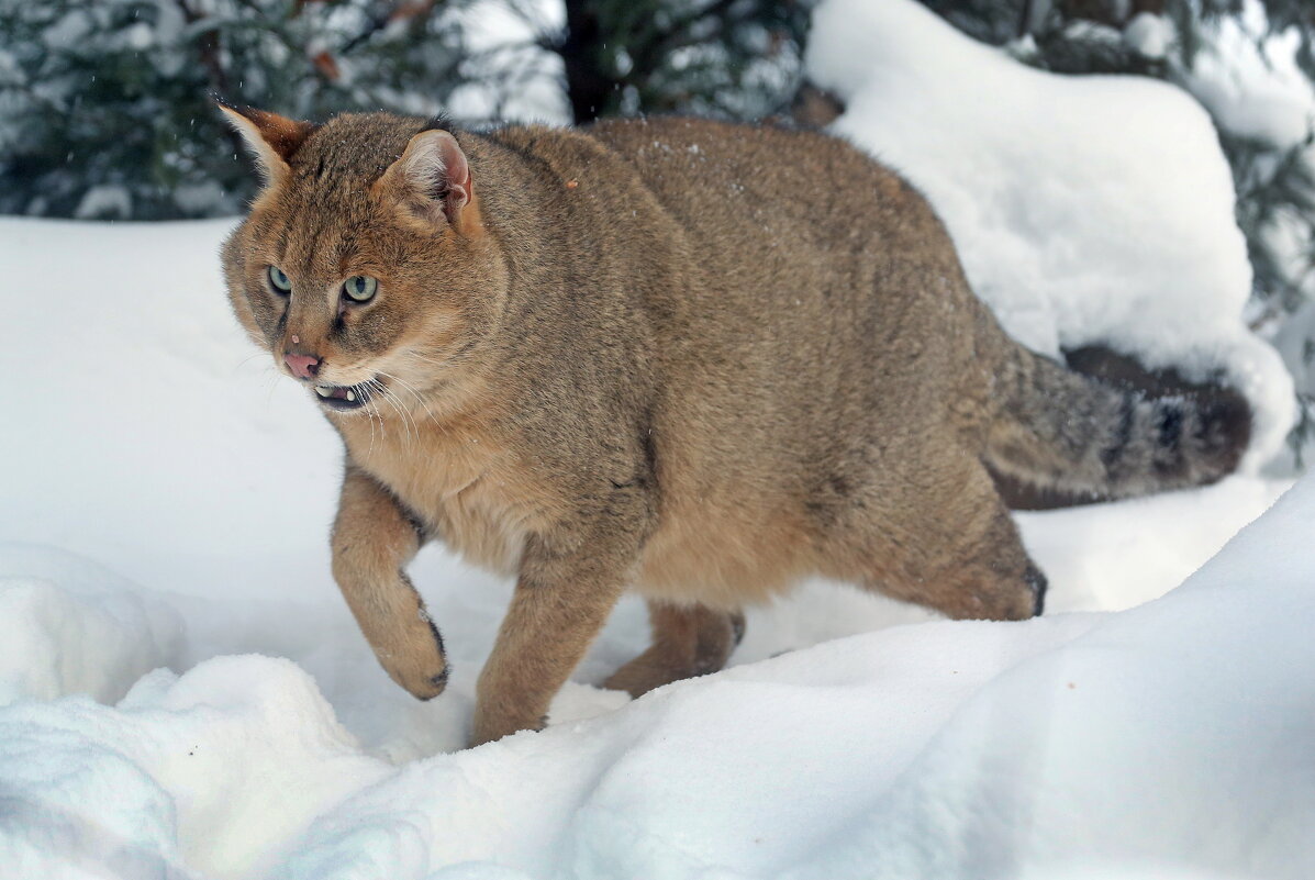 камышовый - Михаил Бибичков