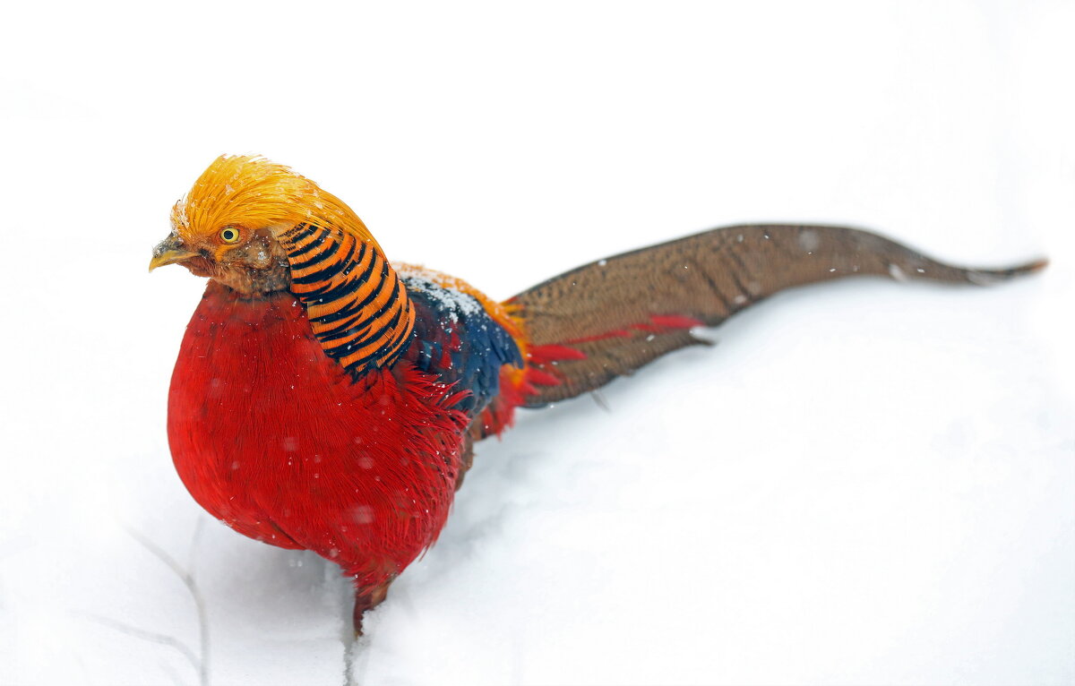 золотой фазан - Михаил Бибичков