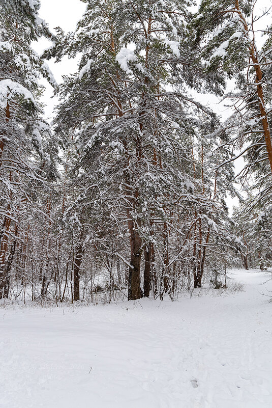 Сосны в апреле - Александр Синдерёв