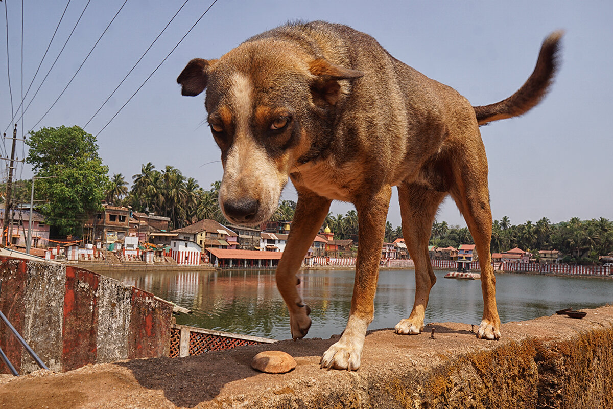 *** - Алексей Карташев
