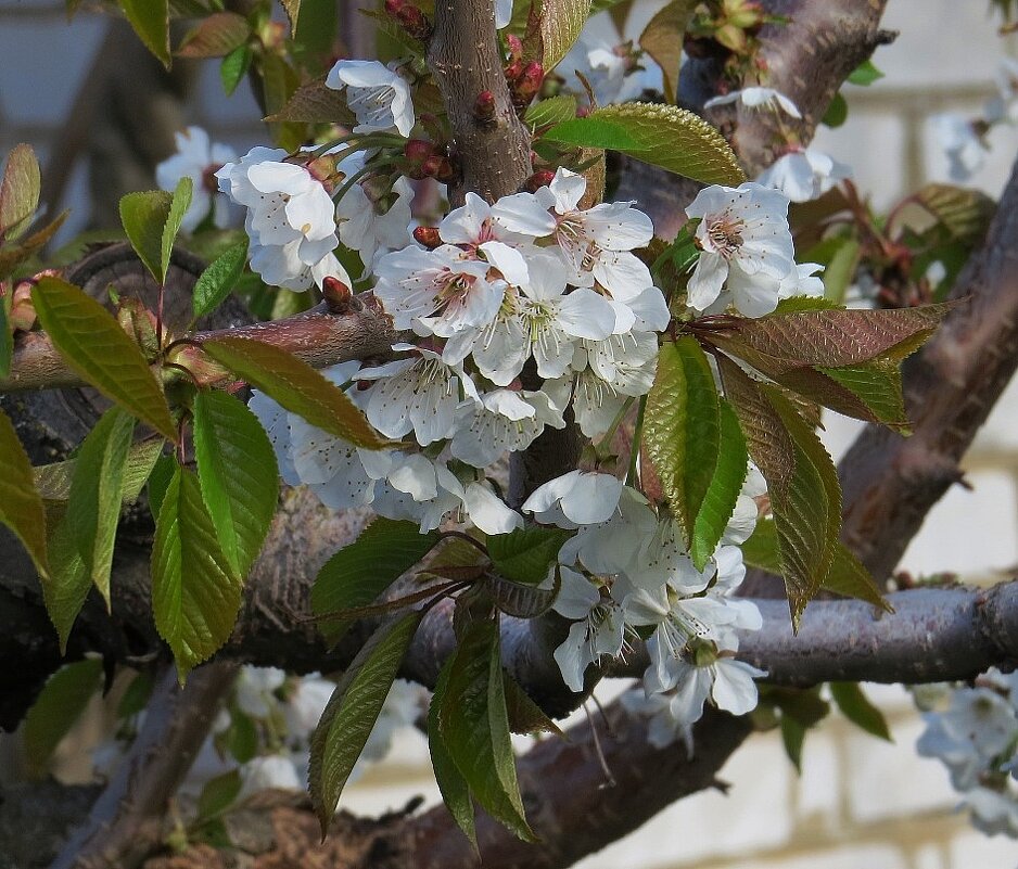 Пышное цветение - Natali 