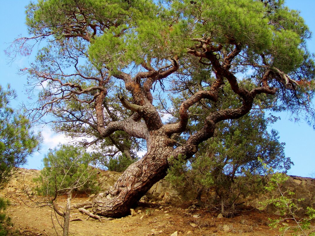 .. Судакская сосна...сосна Станкевича... - galalog galalog