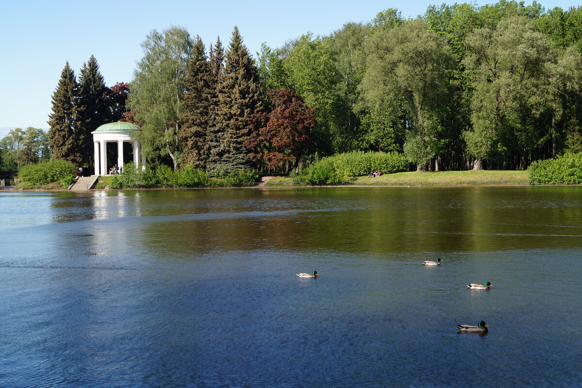 Уточки - Anna-Sabina Anna-Sabina