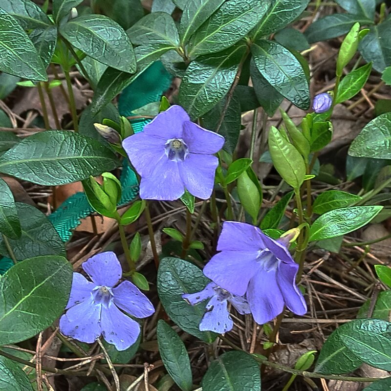 Барвинок! Что ему сугробы! - veilins veilins