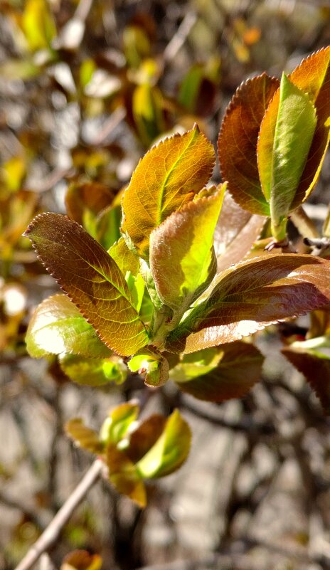 Бутончики. - Александр Кондаков