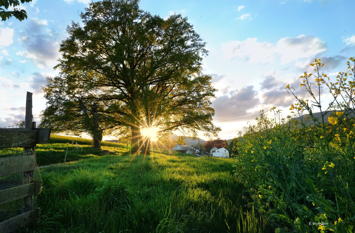 spring - Elena Wymann