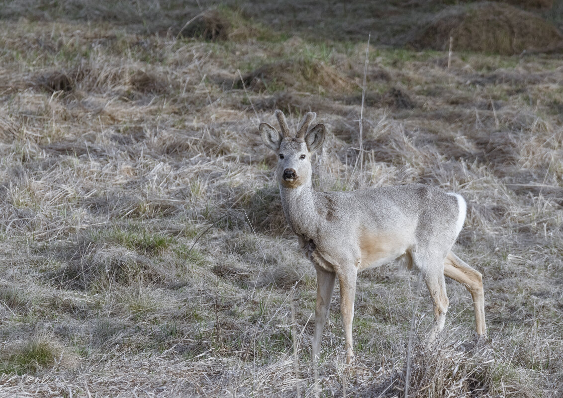 МЕСТНЫЙ КРАСАВЕЦ - Володька Завитушкин
