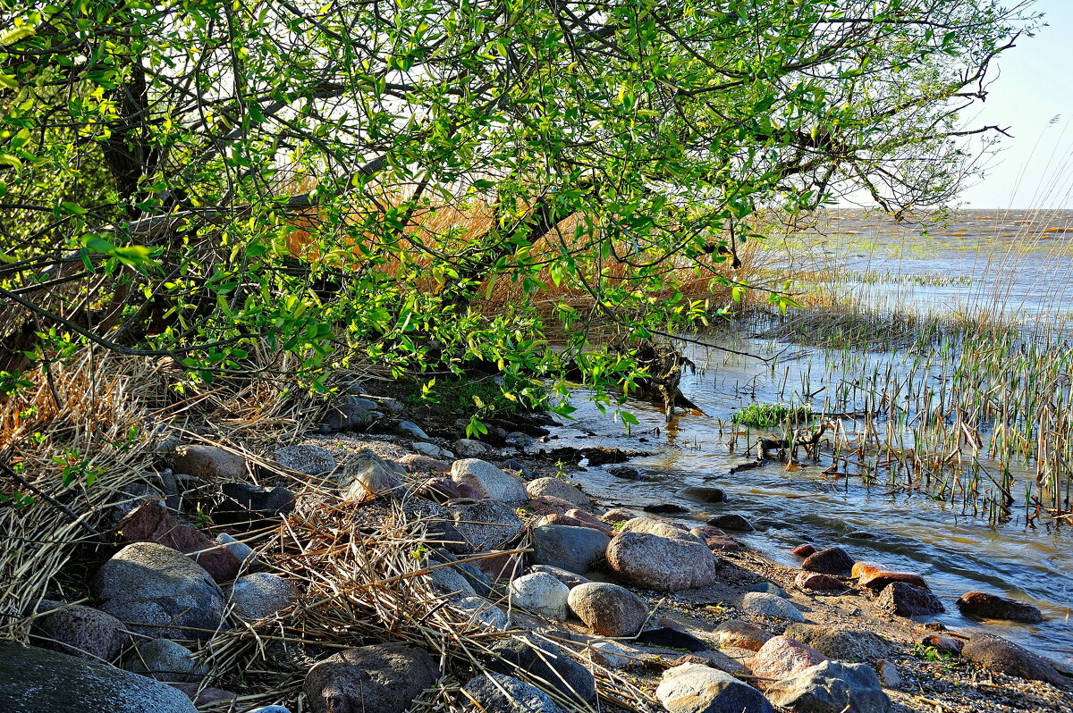 Первые листочки - В.И 