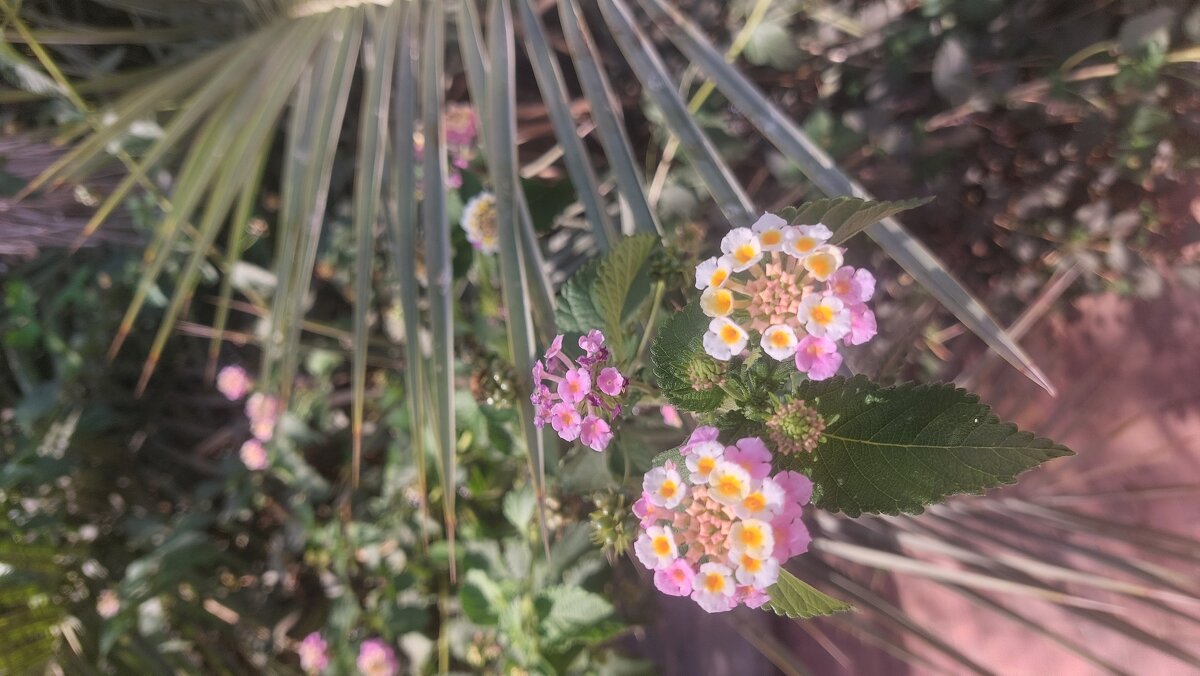 14  КЛОС (179) - CLOSE WAYS ALL