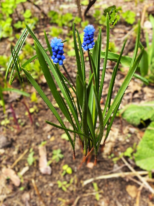 МУСКАРИ - Olga Oskolkova