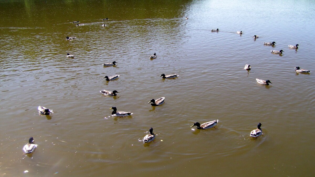 Пацаны на «стрелке» - Михаил Андреев