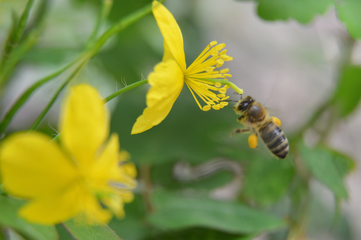 С утра за работой...чистотел облюбовала... - Надежда Куркина 