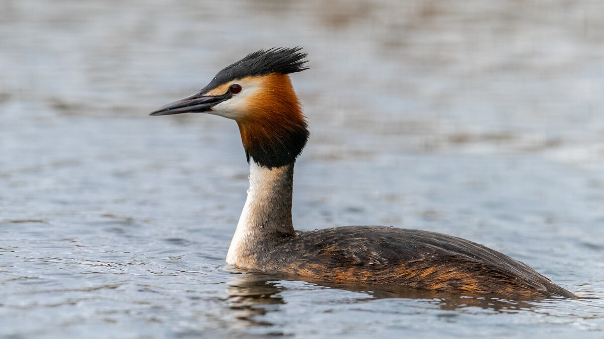 Чомга - Владимир Лазарев