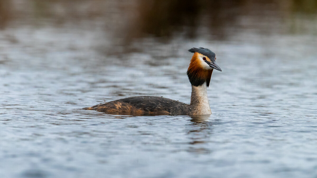 Чомга - Владимир Лазарев