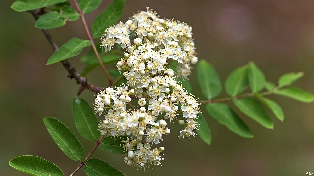 4170 - Alex .