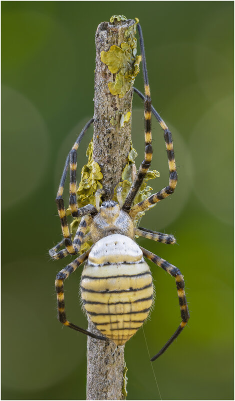 ПАУК АРГИОПА ТРЁХПОЛОСНАЯ (ARGIOPE TRIFASCIATA). - Александр Григорьев